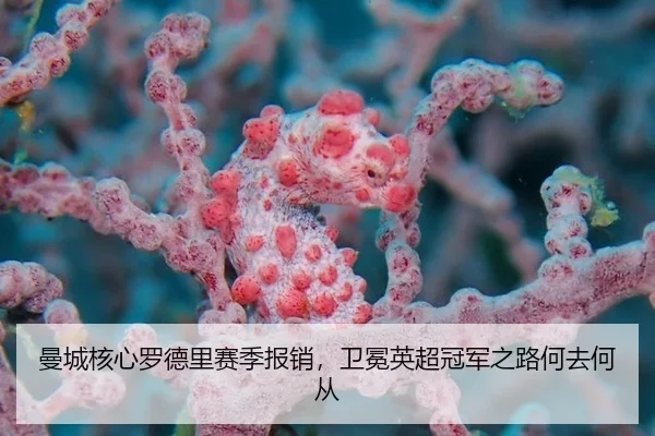 曼城核心罗德里赛季报销，卫冕英超冠军之路何去何从